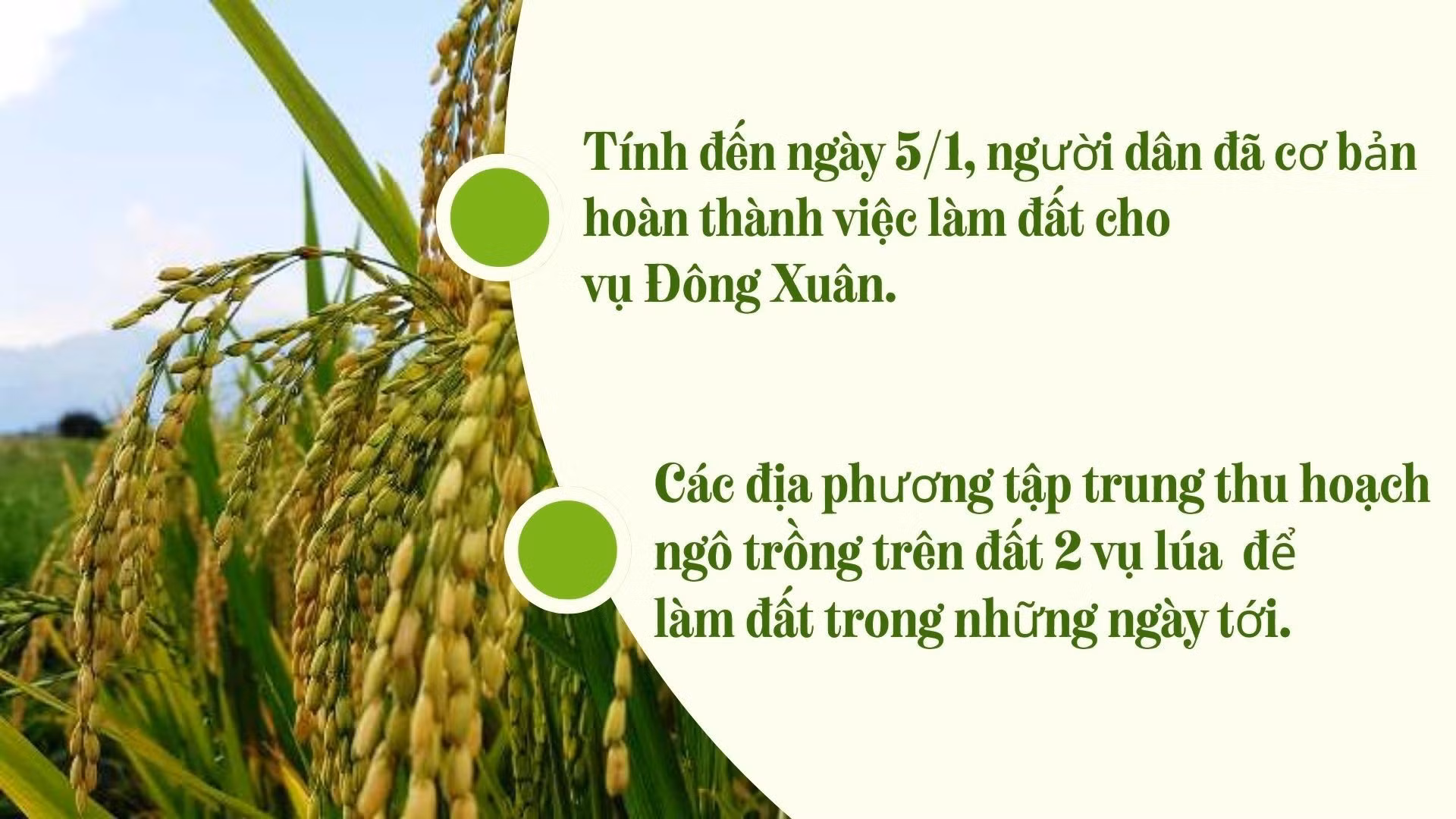 green-modern-hydroponic-farming-innovations-presentation-2026-01-11t220259568.jpg