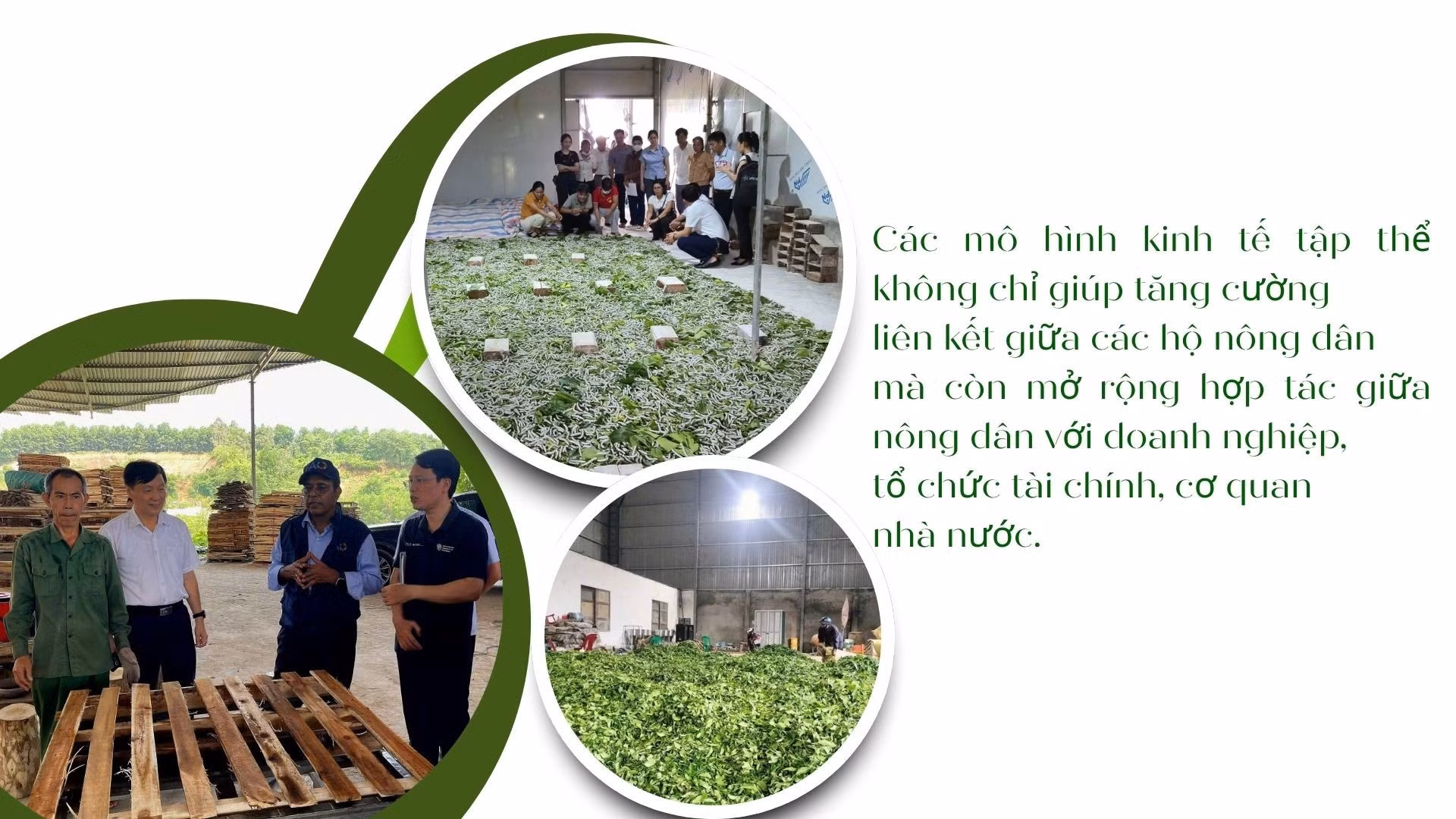 green-modern-hydroponic-farming-innovations-presentation-75.jpg