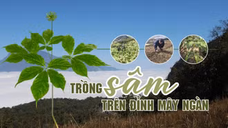 Trồng sâm trên đỉnh mây ngàn