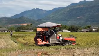 Nông dân Nghĩa Lộ thu hoạch nhanh vụ lúa xuân