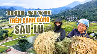 Hồi sinh trên cánh đồng sau lũ