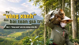 Bài 1: “Vàng xanh” phủ kín những triền đồi