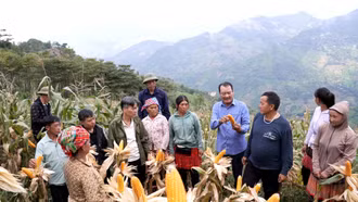 Ngô xuân được mùa trên đất dốc Trạm Tấu