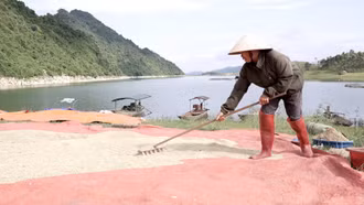 Tân Lĩnh được mùa lúa trên diện tích tận dụng khi nước hồ rút