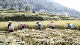 Mùa vàng và bài toán nâng giá trị hạt lúa