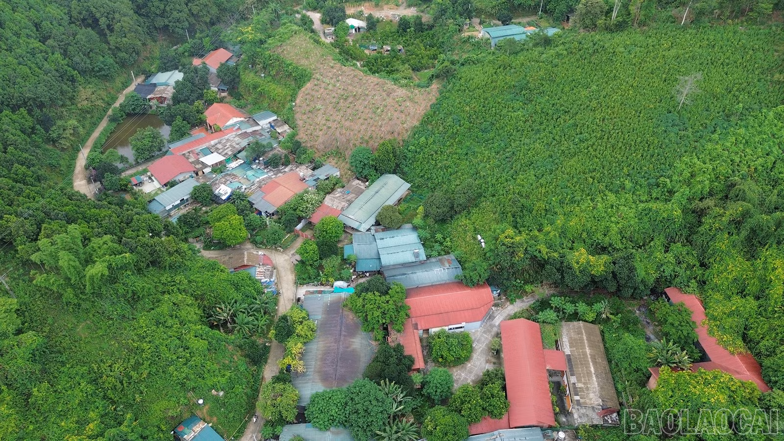 baolaocai-br_dji-0946.jpg