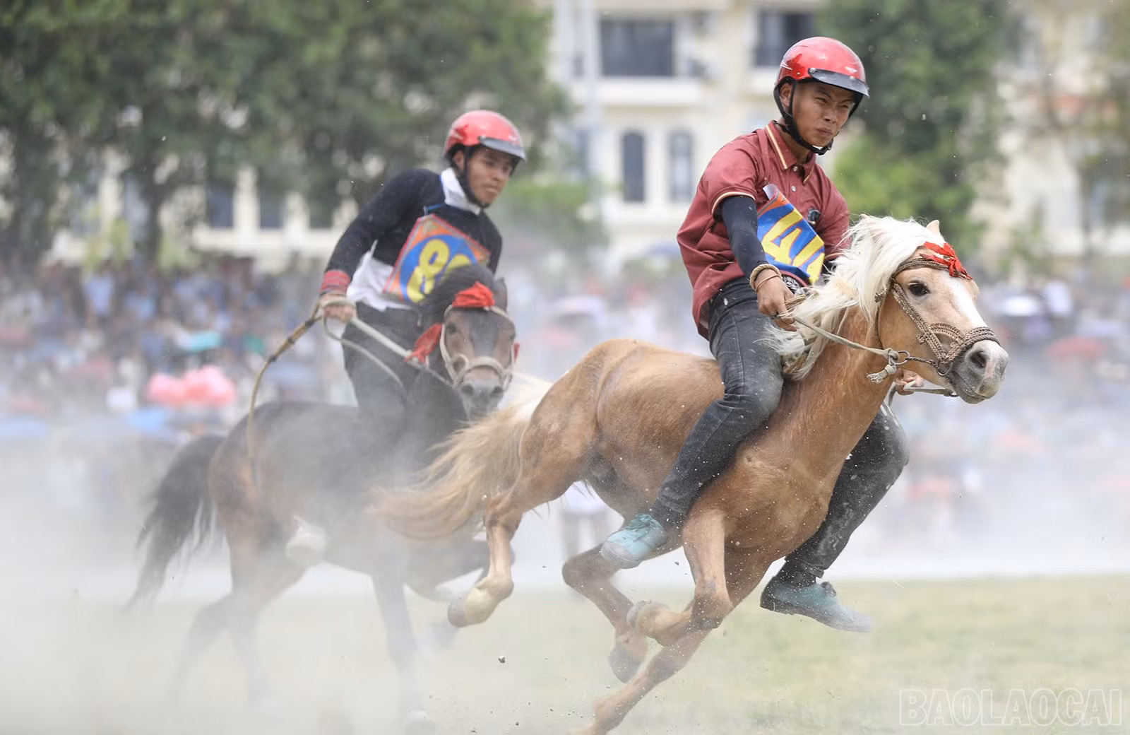baolaocai-br_chungket-5-8700.jpg