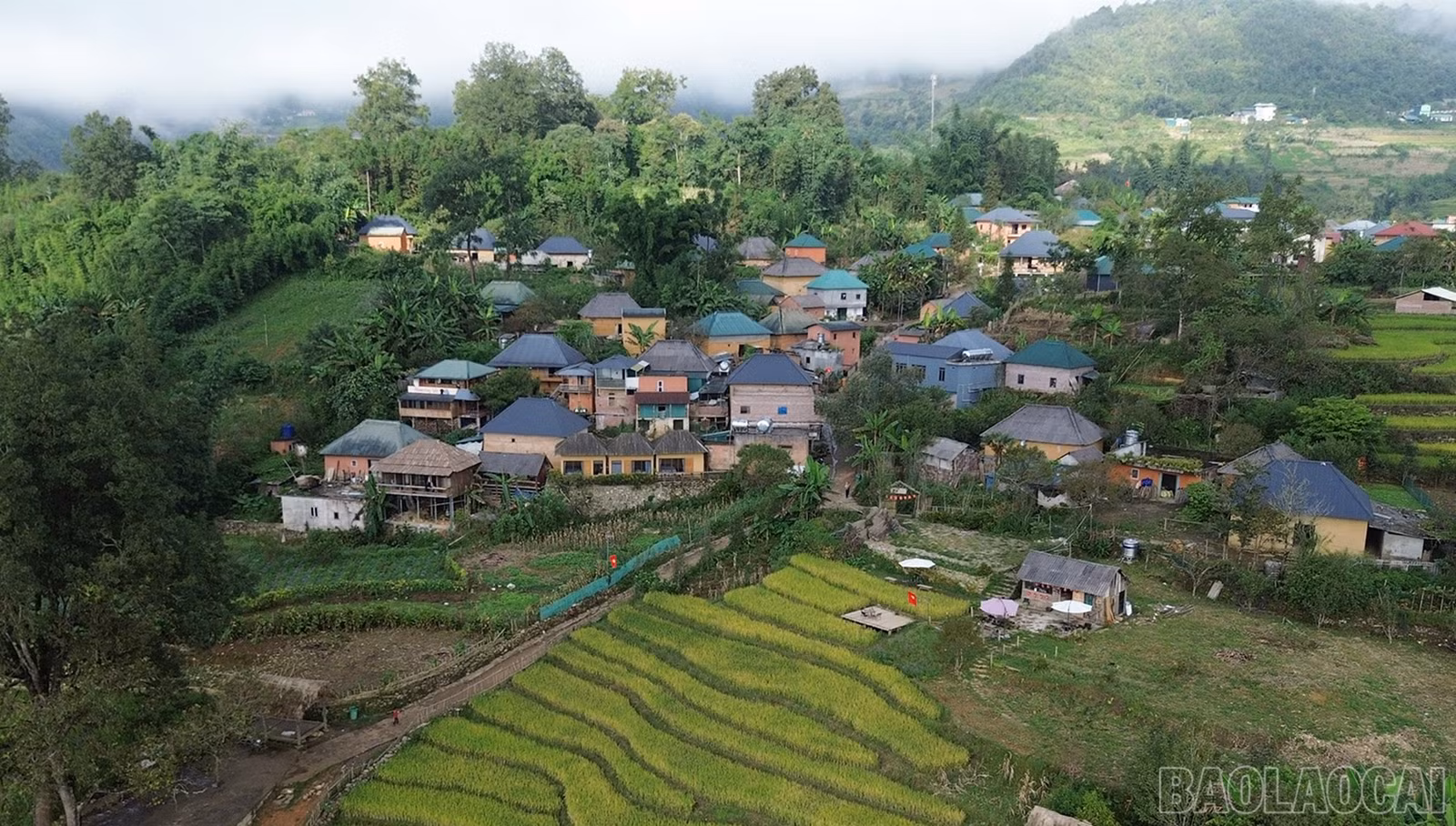 baolaocai-br_htyt-10.jpg