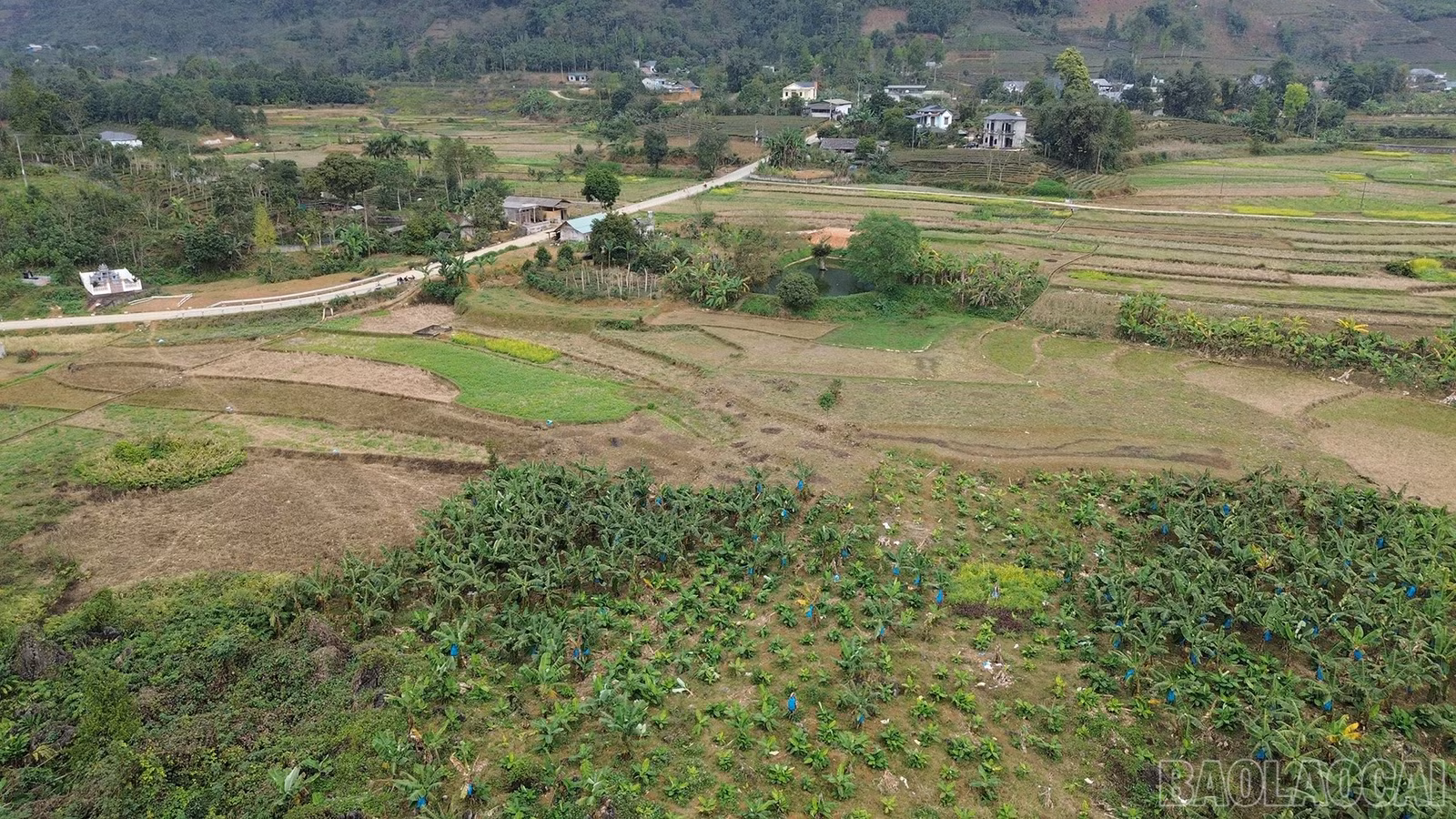 baolaocai-br_kte-4.jpg