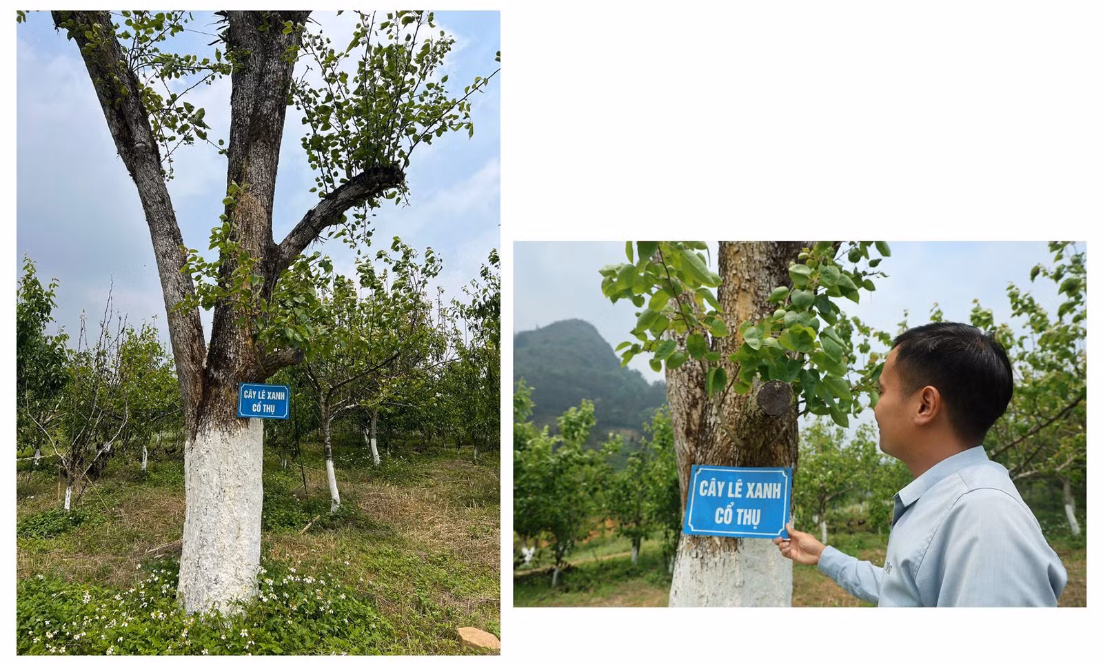 baolaocai-br_6.jpg