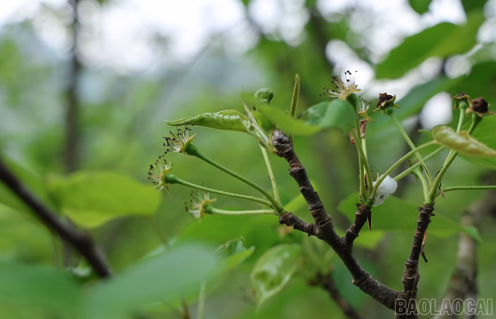 baolaocai-br_img-1155.jpg