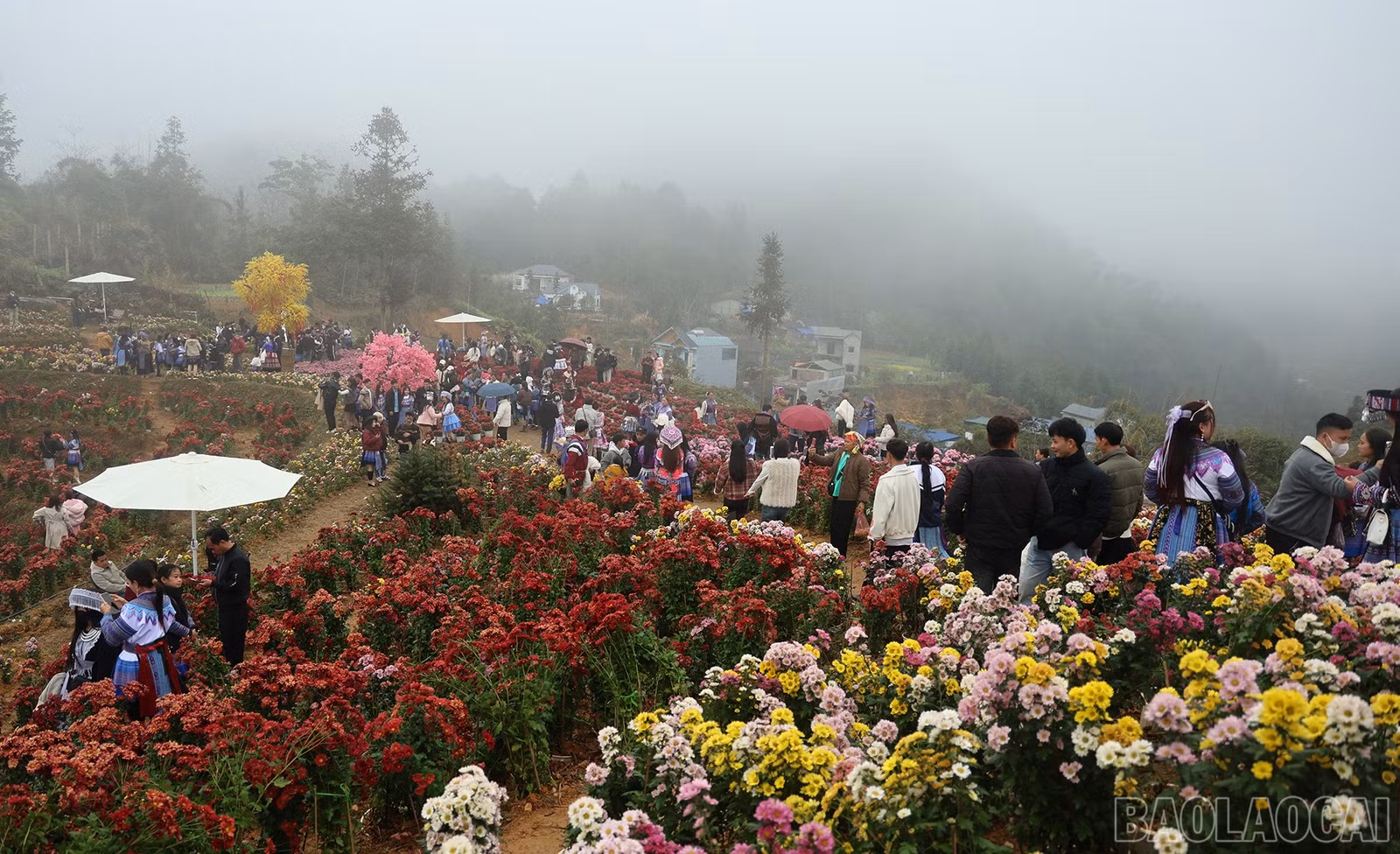 baolaocai-br_img-7167.jpg