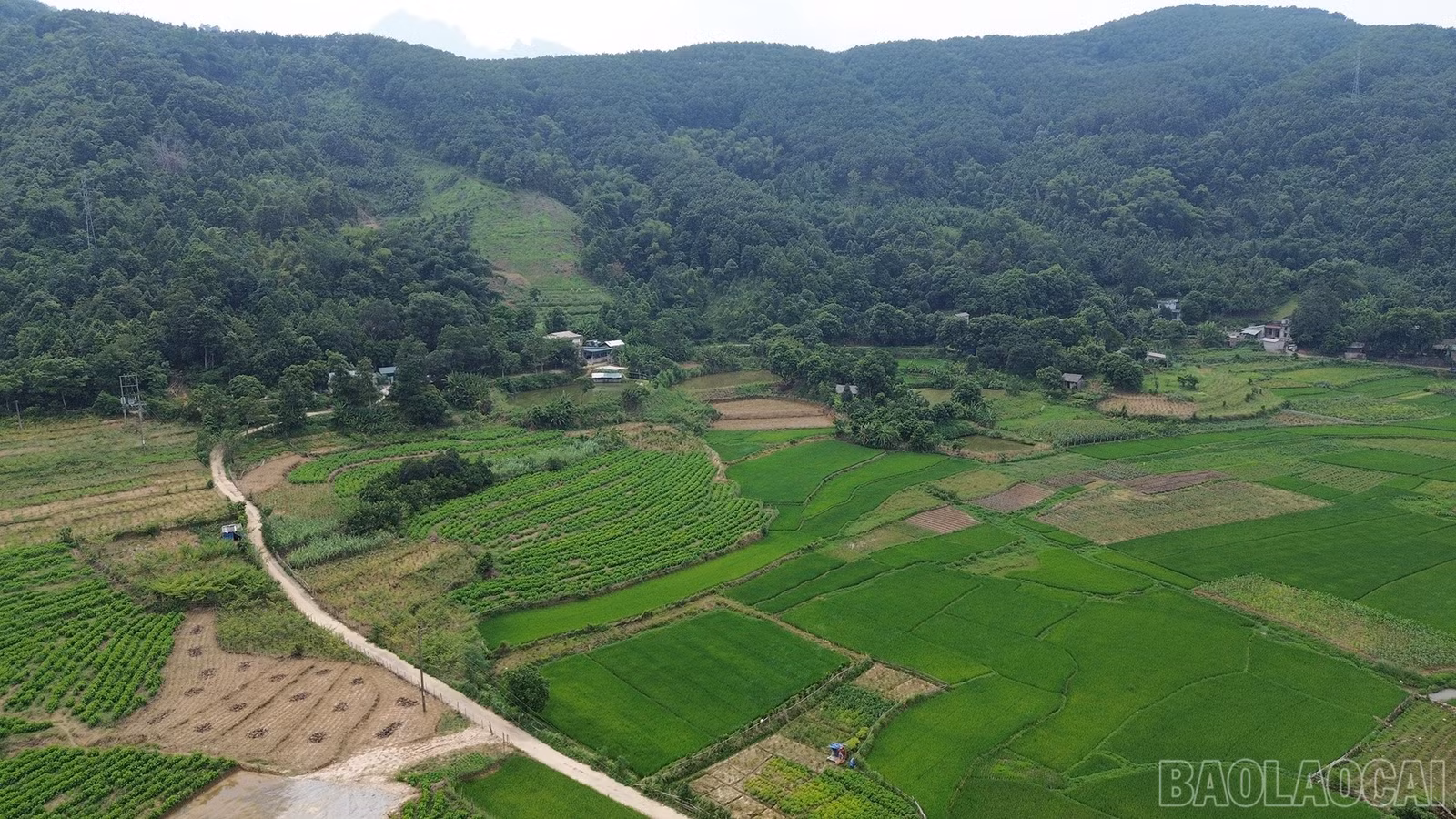 baolaocai-br_dji-0924.jpg