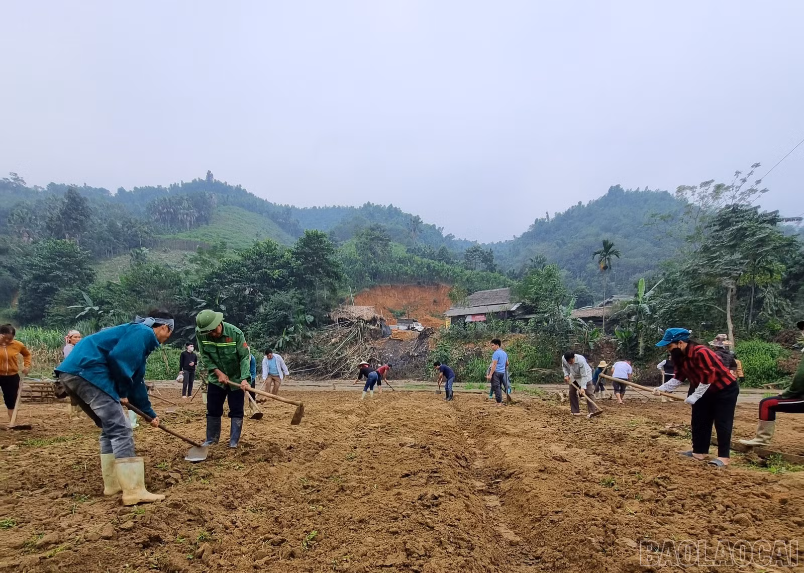 baolaocai-br_z6070133051150-4abeddf86019df397ecf3ce03ad33791.jpg