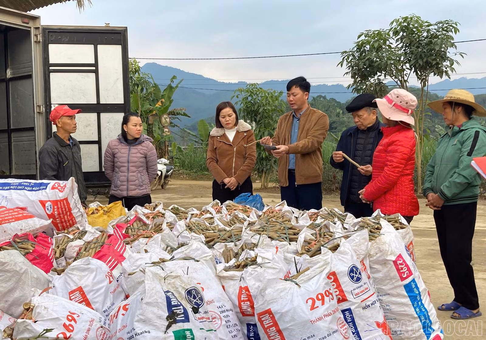 baolaocai-br_z6133881590796-f771a92156619c7352a4d3dd2d605388.jpg