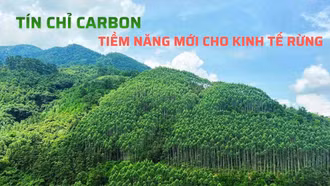 Tín chỉ carbon - Tiềm năng mới cho kinh tế rừng