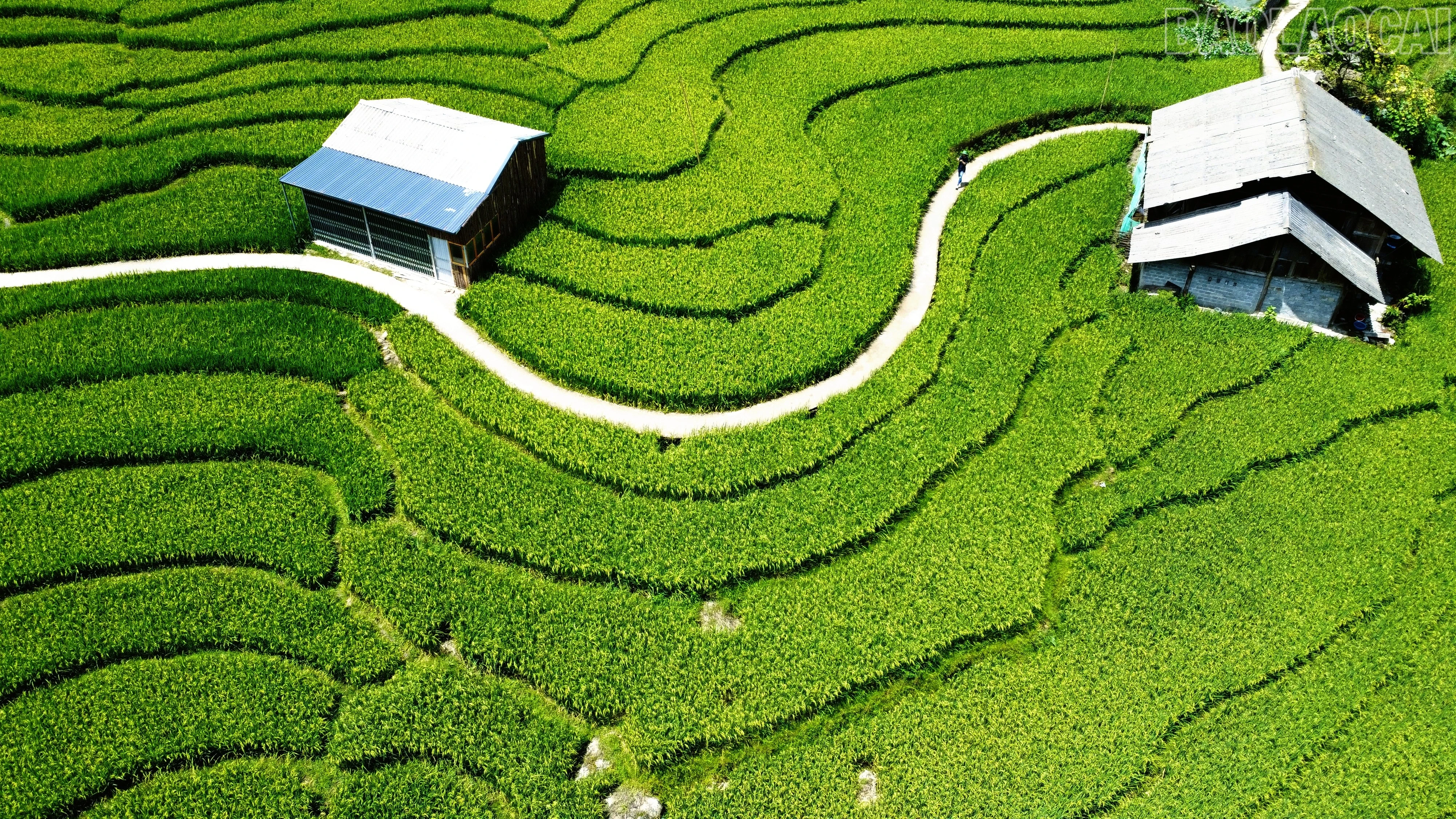baolaocai-tr_retouch-2025080208391540.jpg