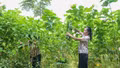 Phúc Khánh mở rộng vùng dâu, hướng tới 60 ha vào năm 2030