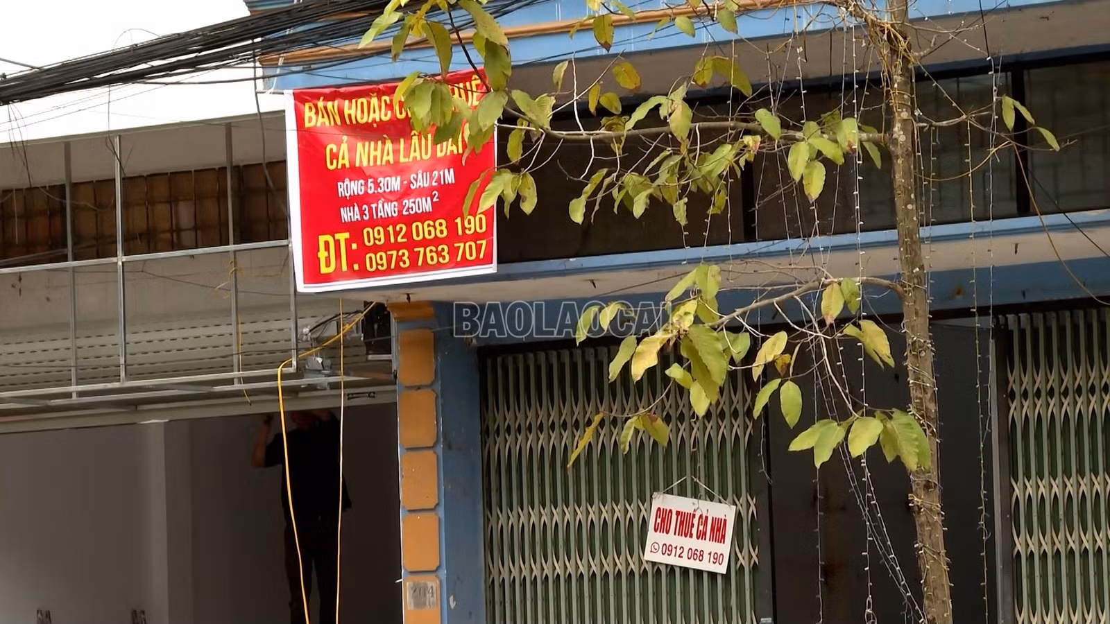 baolaocai-c_t3.jpg