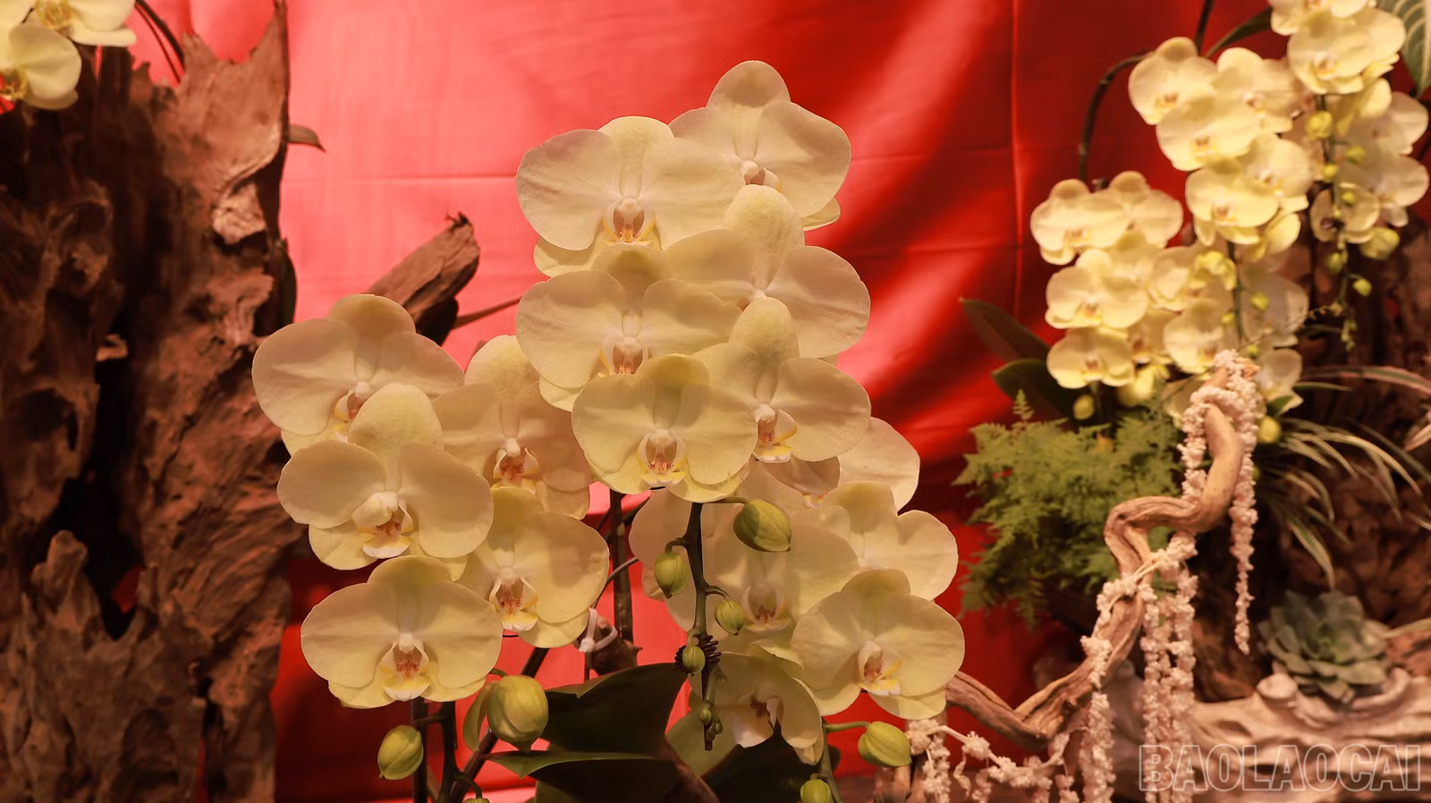 baolaocai-br_img-0342.jpg