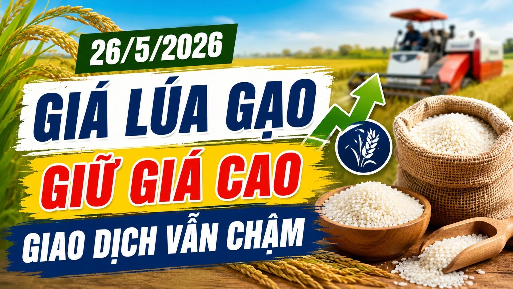 gia-lua-gao-hom-nay-26-5-2026-6791.jpg