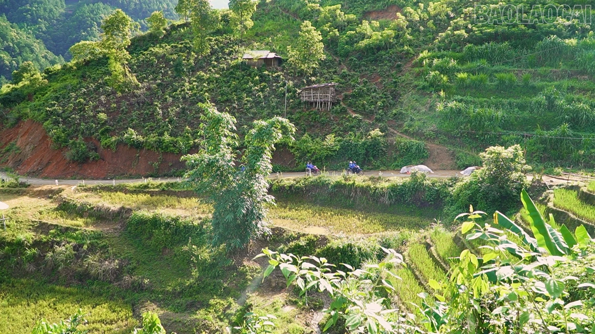 baolaocai-tr_anh-cds1-1373.jpg