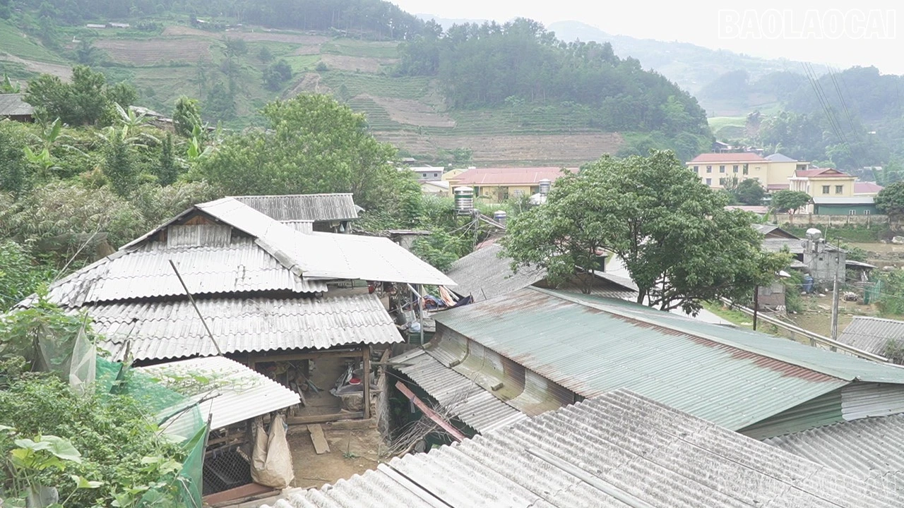 baolaocai-tr-c9678t01.jpg
