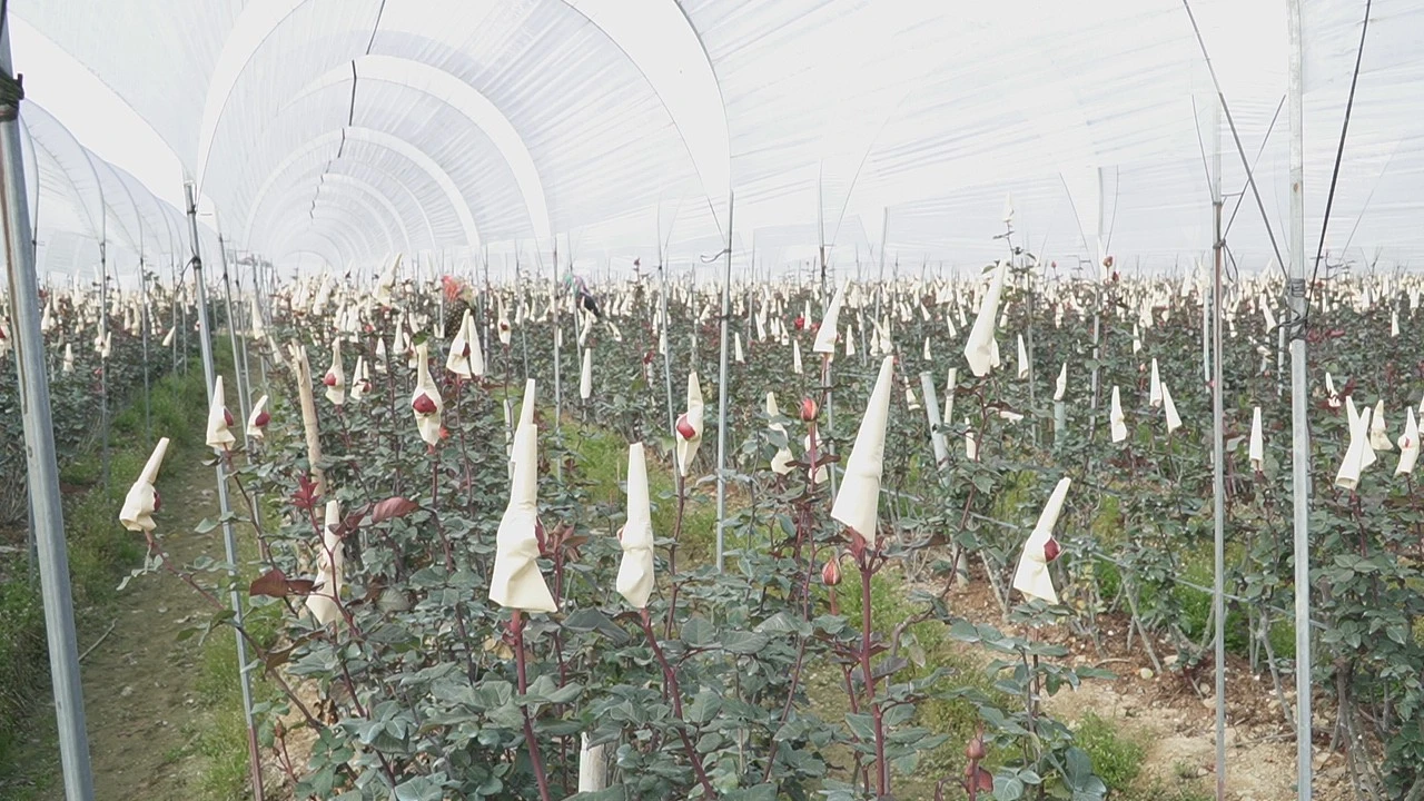 c2876t01.jpg