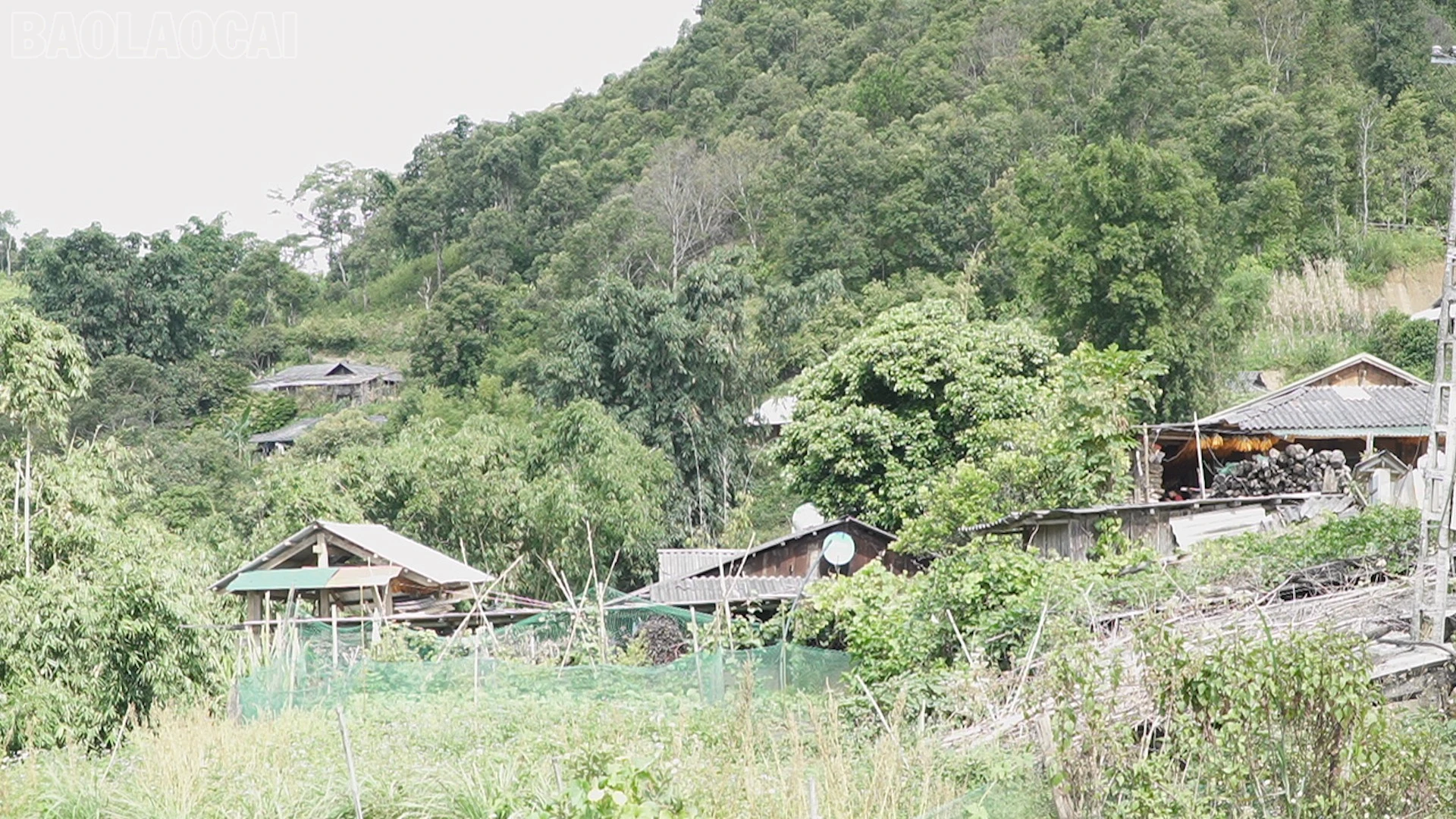 baolaocai-tl_km6.jpg