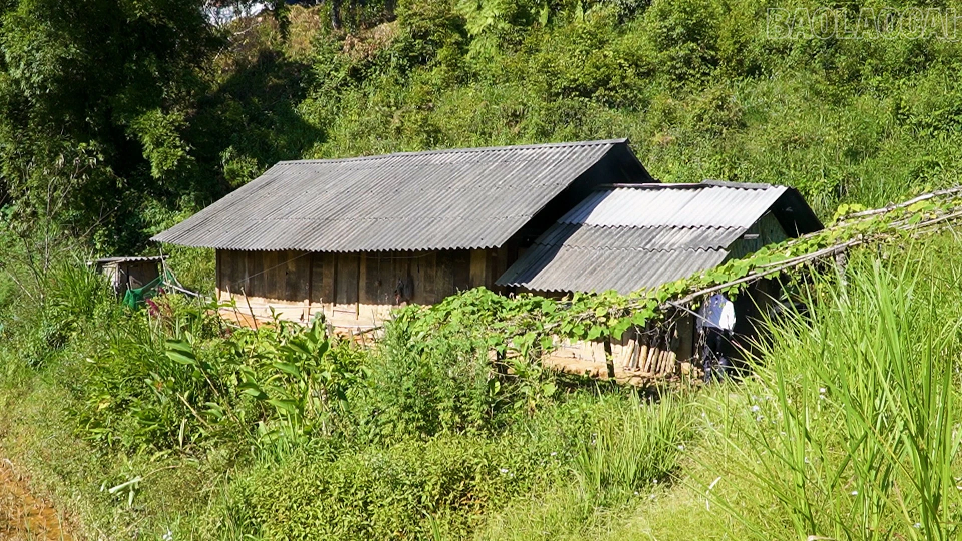 baolaocai-tr_pl7.jpg