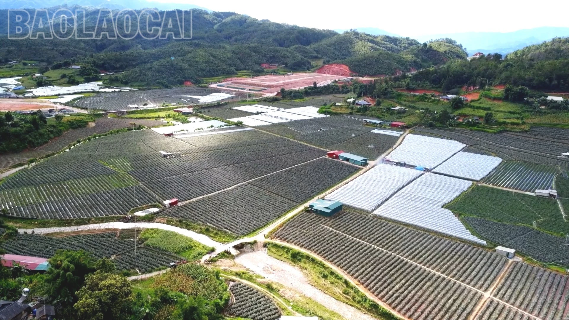 canh-dong-hoa-hong.jpg