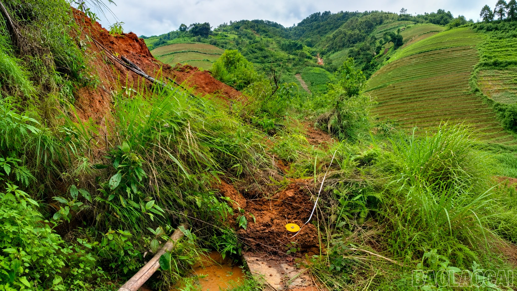 baolaocai-br_chatgpt-image-21-16-43-23-thg-7-2026.png