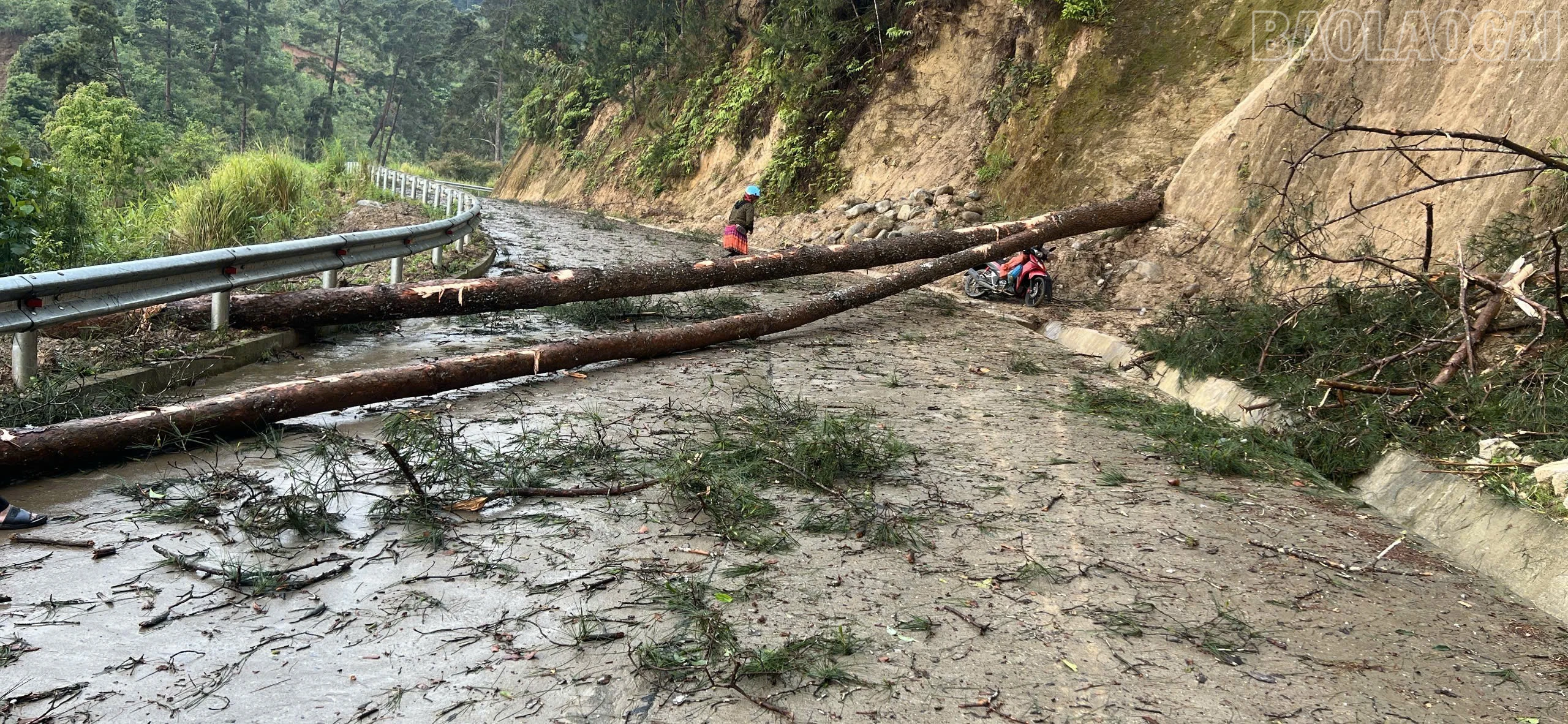 Tại km3 Tỉnh lộ 174, cây đổ ngang đường gây ách tắc giao thông.