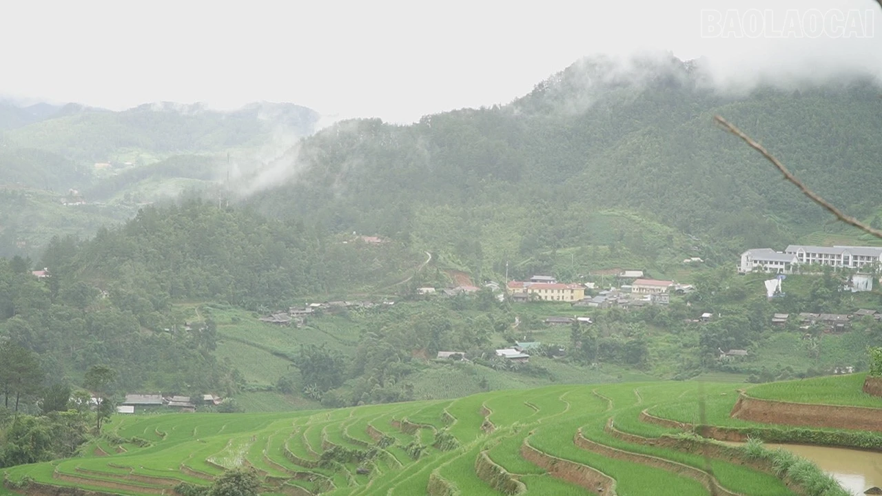baolaocai-tr_c1361t01-7080.jpg