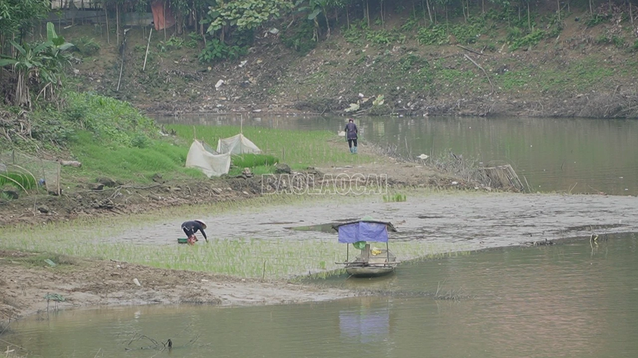 baolaocai-c_c8489t01-8144.png