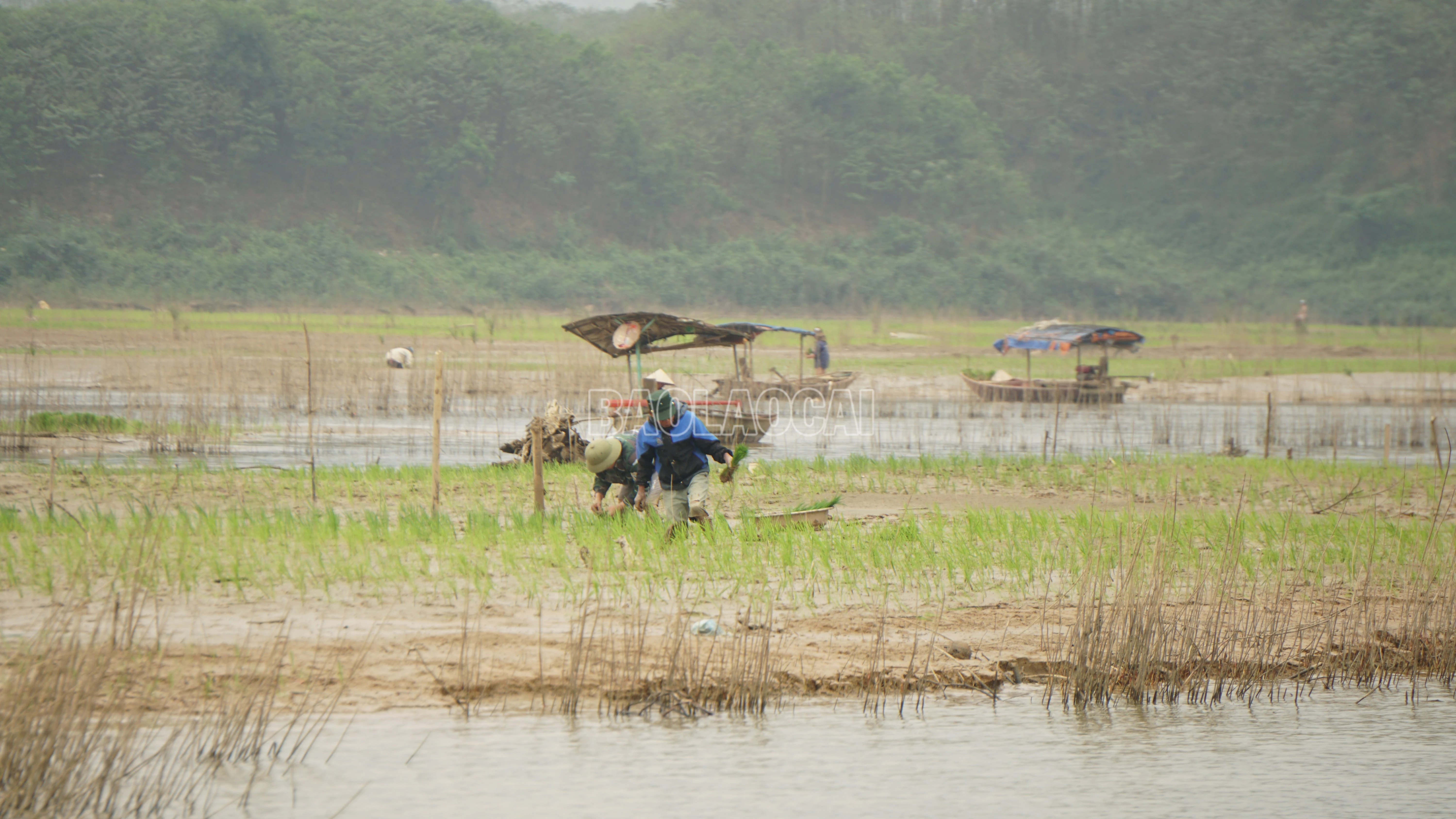 baolaocai-c_dsc09903.jpg