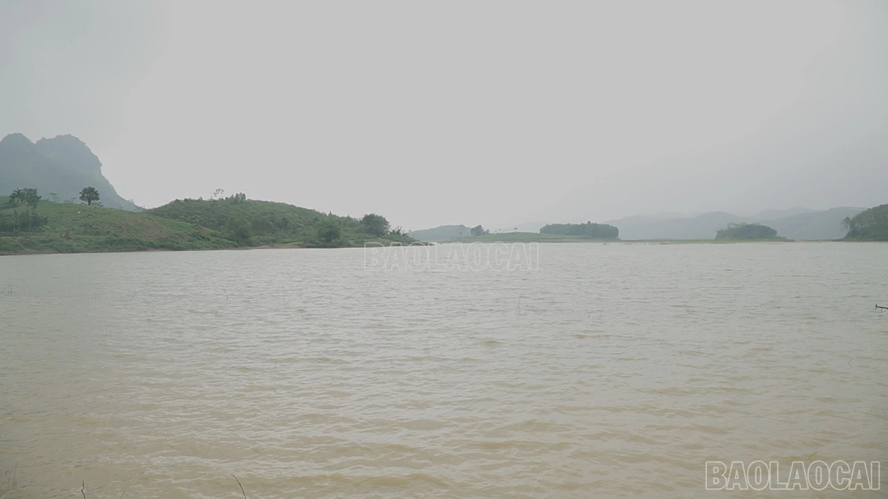 baolaocai-c-c8611t01.png