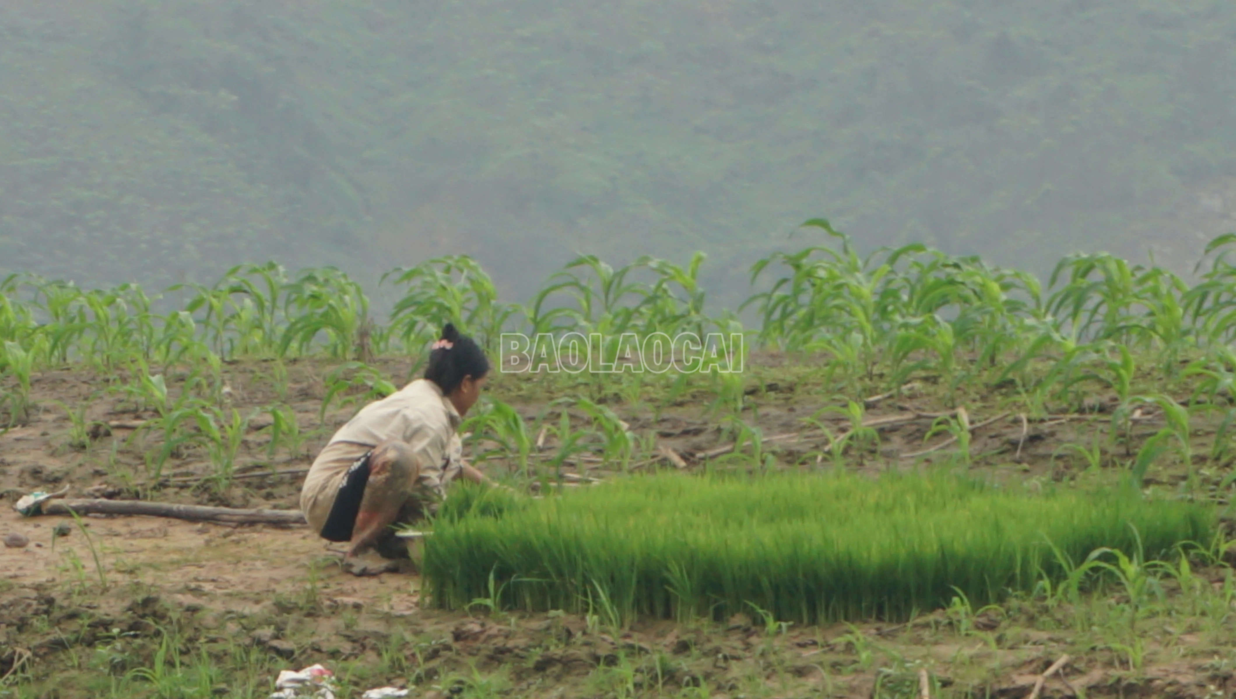 baolaocai-c_dsc09807.jpg