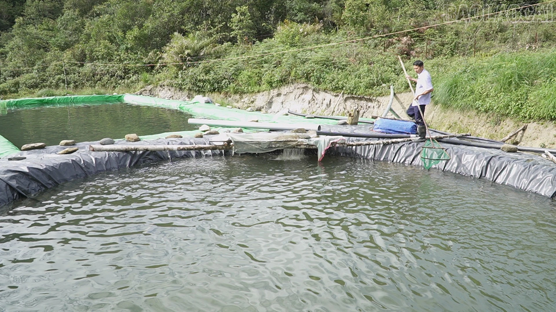 baolaocai-tr_vang-1.jpg