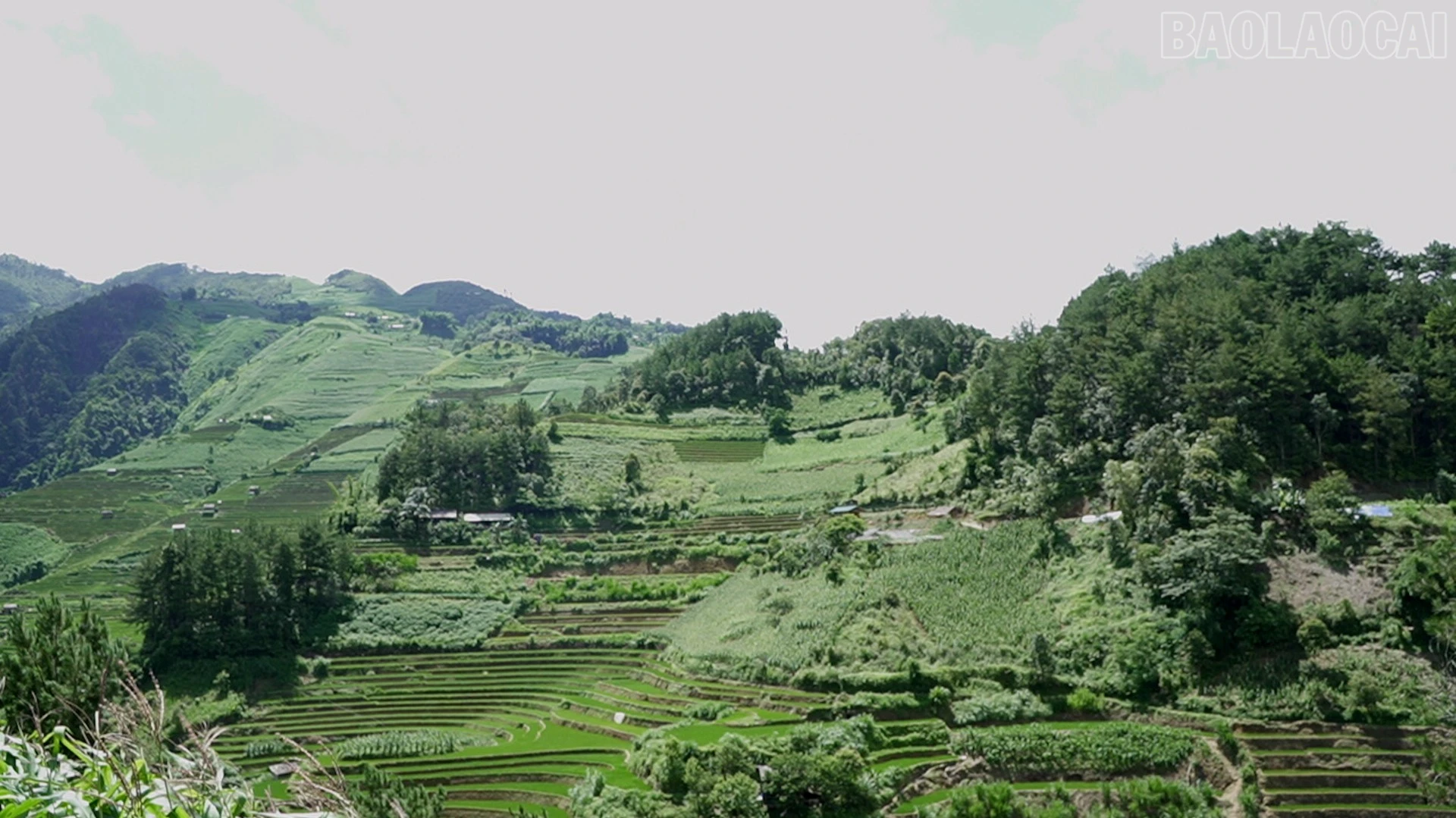 baolaocai-tr_vang-9-4049-5543.jpg