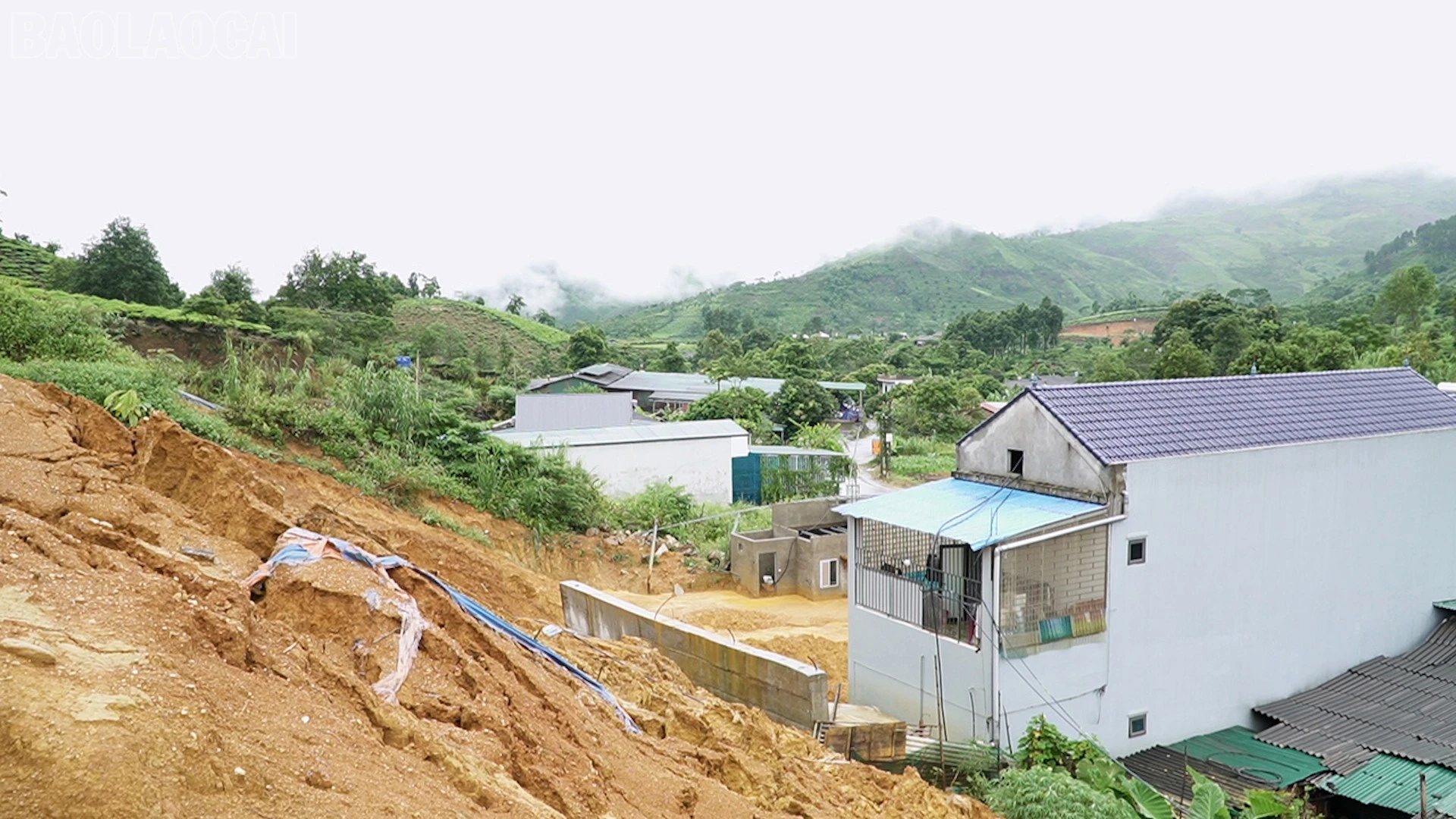 baolaocai-tl_dgh7.jpg