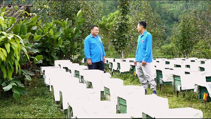 baolaocai-tr_kvln4.jpg