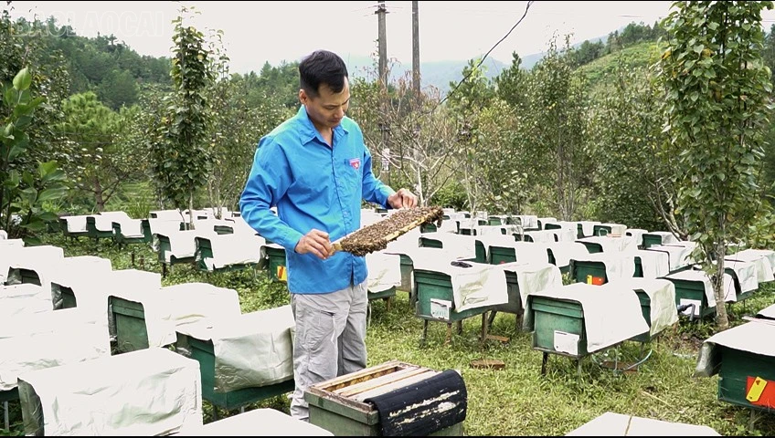 baolaocai-tl_kvln2.jpg