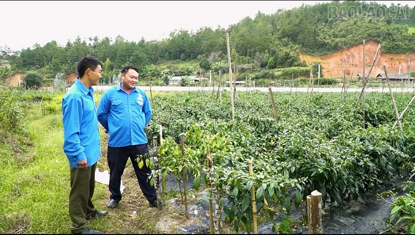 baolaocai-tr_kvln5.jpg