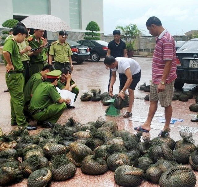 Khu vực ASEAN là điểm nóng trong buôn bán động vật hoang dã trái phép. Trong ảnh lực lượng chức năng tỉnh Hà Tĩnh kiểm đếm số tê tê hoang dã sau khi bị thu giữ.