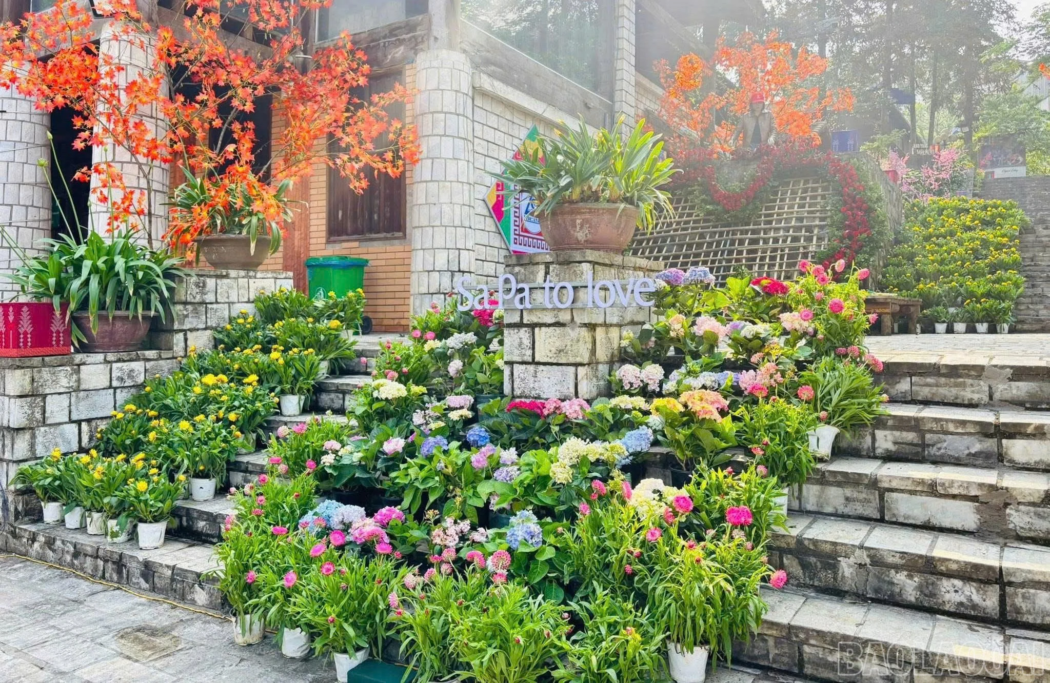 baolaocai-br_236417584e6dc133987c.jpg