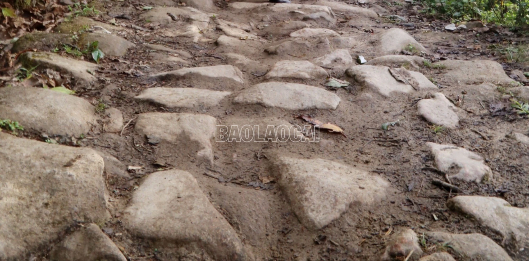 baolaocai-c_a1-4-3842.jpg