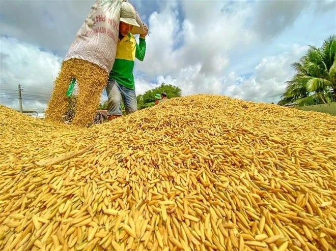 Lúa tươi vừa được thu hoạch.