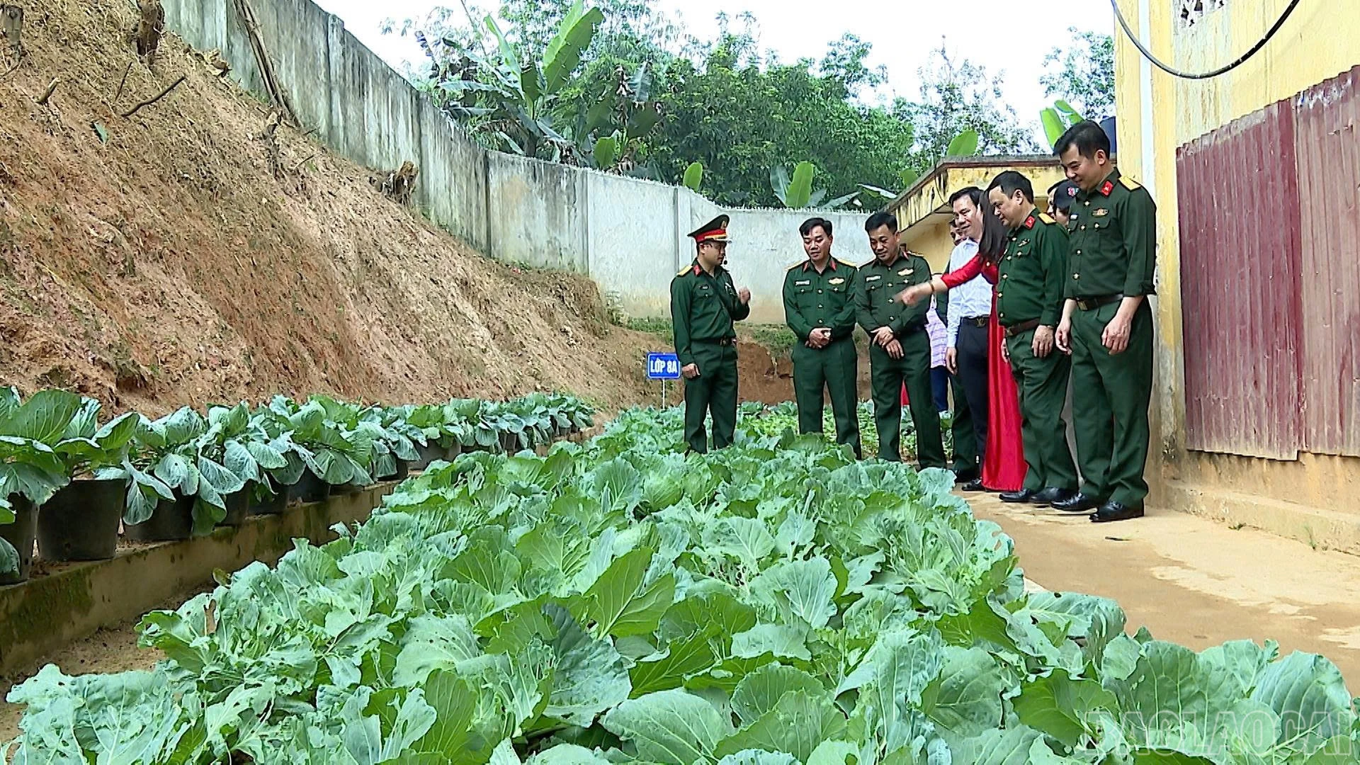 baolaocai-br_vuon-rau.jpg