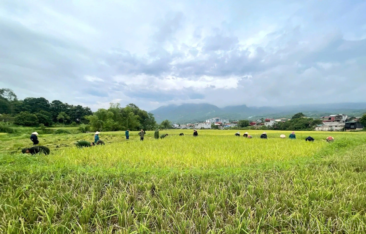 baolaocai-br_picture2.jpg